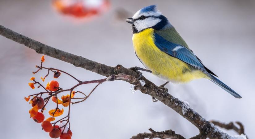 Téli madárvilág: interaktív előadás várja a pécsieket