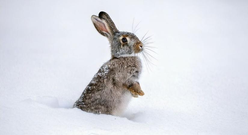 Hogyan hat a természetre a havazás? – Nem is sejtjük, mekkora szerepe van