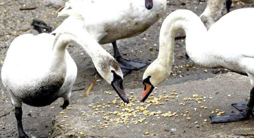 Ebből baj lesz a Balatonnál! Fontos figyelmeztetést adtak ki a szakemberek