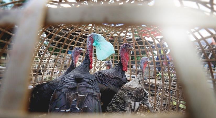 Ismét veszélyben a baromfiállomány, több mint húszezer pulykát kell leölni a vírus miatt