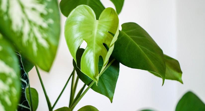 Miért nő ferdén a szobanövény akkor is, ha forgatjuk?