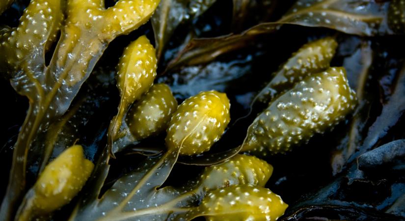 Ascophyllum nodosum: 20–30% plusz piacképes hozam