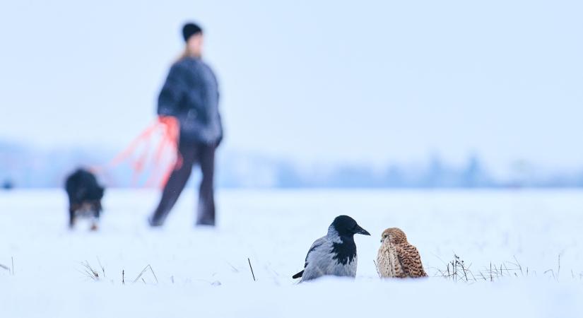 Legalább hat halálos áldozatot követelt az Európát sújtó hidegbetörés