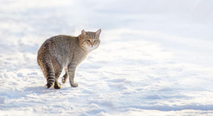 Így védd meg a macskát a téli kihűléstől: a túlélés kulcsa a gyors cselekvés