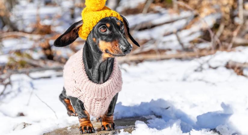 Kutya téli gondozása – Így óvd meg kiskedvenced a hideg hónapokban