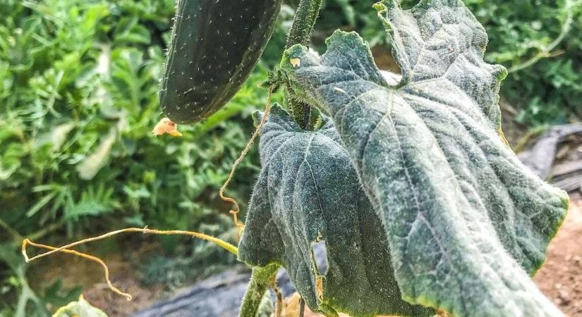 Óriási kincs fordult ki a zöldségeskert földjéből, a gazda gáláns jutalomra számíthat