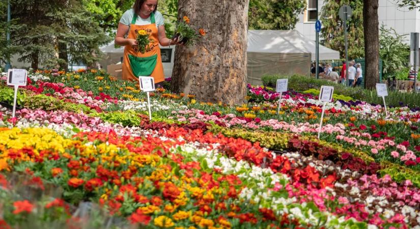 Gyulai Virágok Fesztiválja 2026