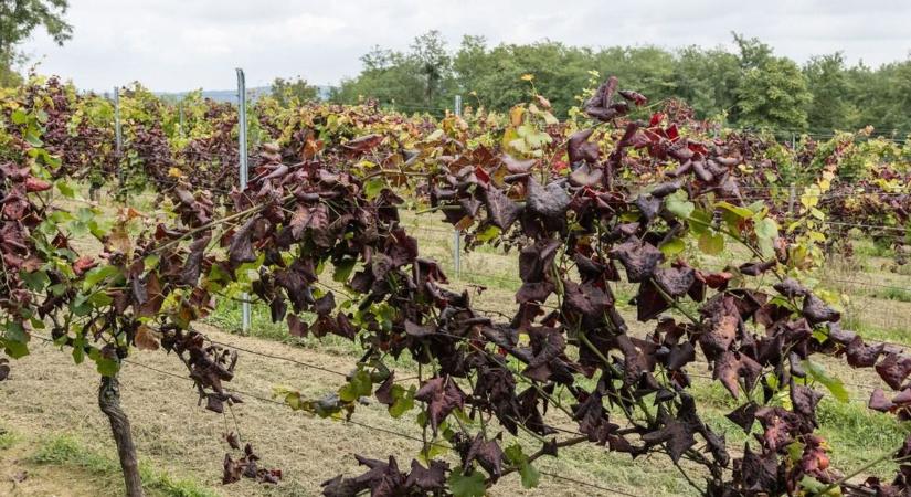 Kongatják a vészharangot a dél-balatoni borászok, elkezdődtek a metszések a szőlőkben