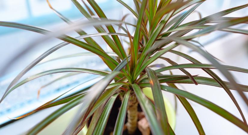 Ez is okozhatja, ha sárgul a sárkányfa levele – Mi segíthet rajta?