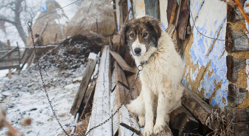 Kutyahideg időszak jön a javából, fagyriadót fújtak az állatvédők