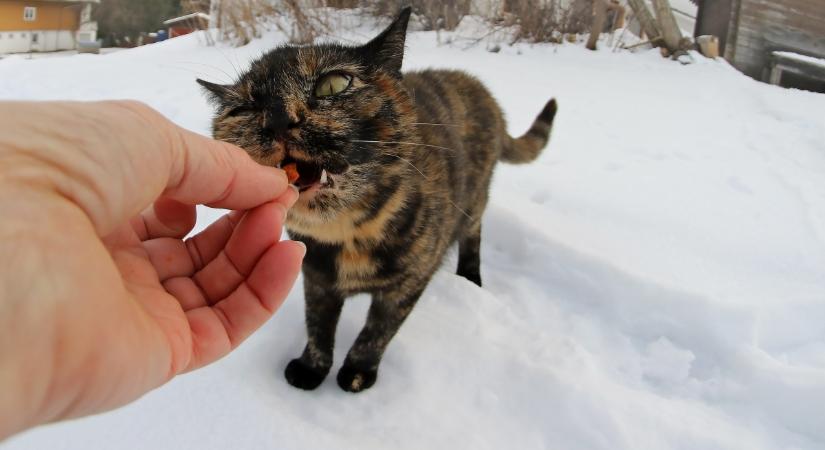 Ezért kiemelten fontos, hogy a macska testsúlya télen is rendben legyen