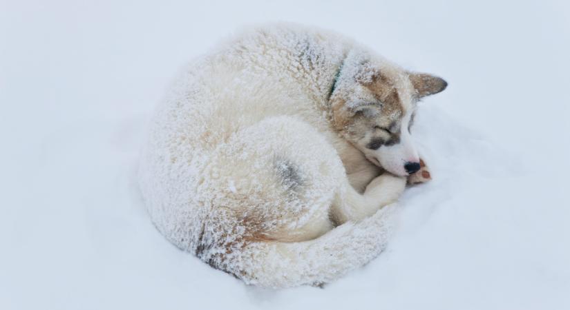 Összefogtak a magyar gazdák: ezt most sokan meglépik a nagy hidegben