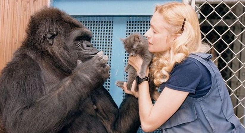 Ki itt az igazi szörny? – Egy gorilla üzenete a világnak