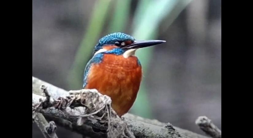 Igazi ritkaság Baranyában: felismered ezt az állatot? (VIDEÓ)