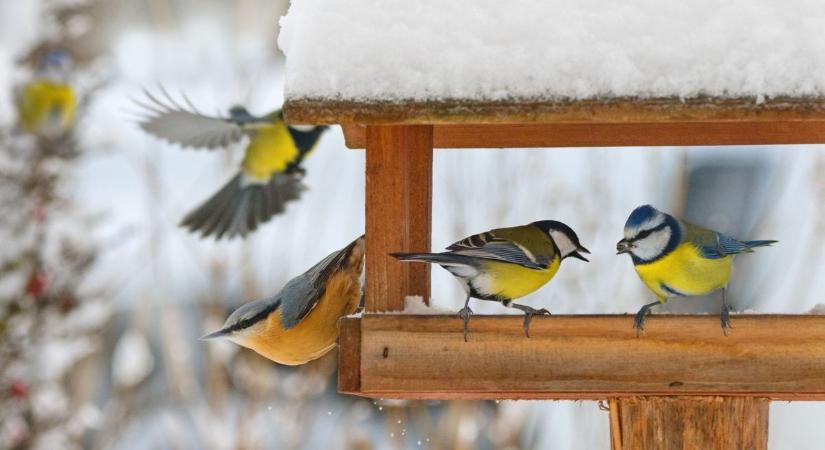Madáretetés télen - Ezeket ne add nekik, mert bele is pusztulhatnak