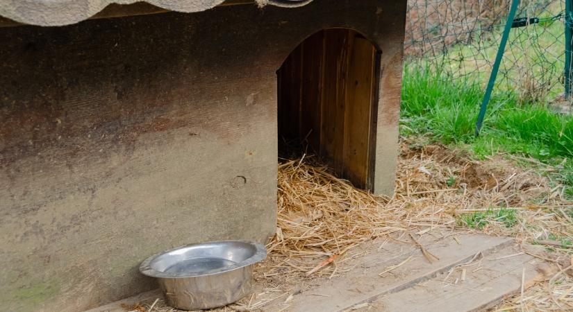 Gazdálkodói összefogás: szalmával segítik a menhelyi állatokat