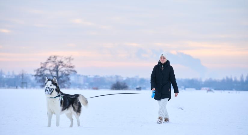 A hideg idő veszélyeire hívják fel az állattartók figyelmét