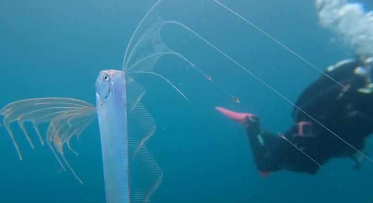 Felbukkant a „Végítélet-hal”, és ez semmi jót nem jelent