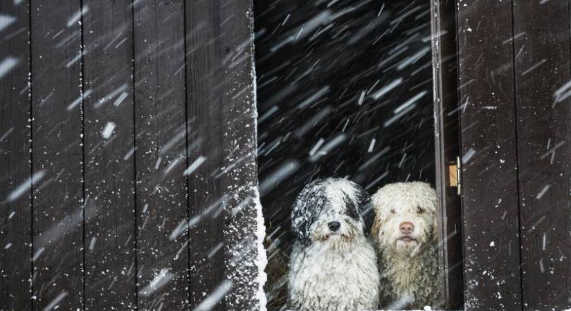 A fagyos idő életveszélyes lehet a kutyáknak: ezekre kell odafigyelni a szakértők szerint