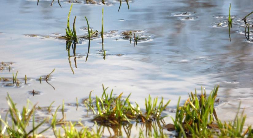 Tél közepi „gyökérfulladás”: amikor a fagy nem fagy, csak áztat
