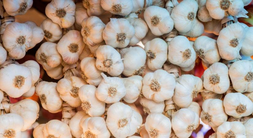 Minőség vagy árverseny? Döntés előtt a fokhagymaágazat