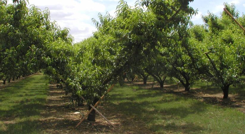 Tatura: forma, ami megelőzte a korát