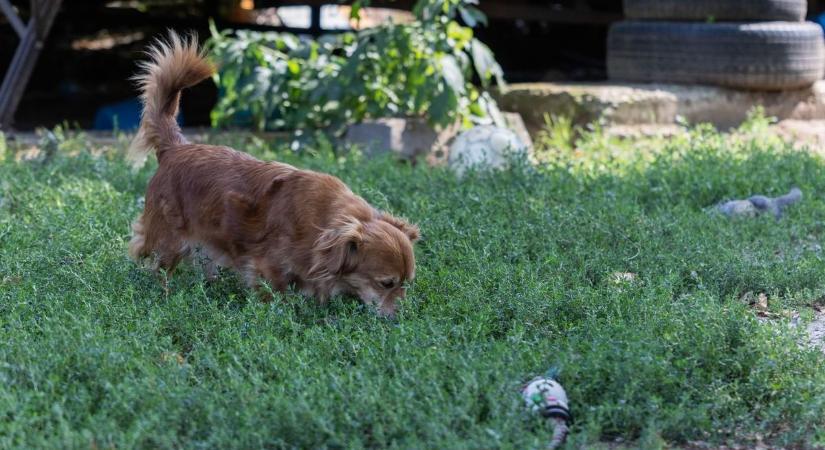 Új év, új remény: adományok érkeztek a Tappancs Állatotthon védenceinek