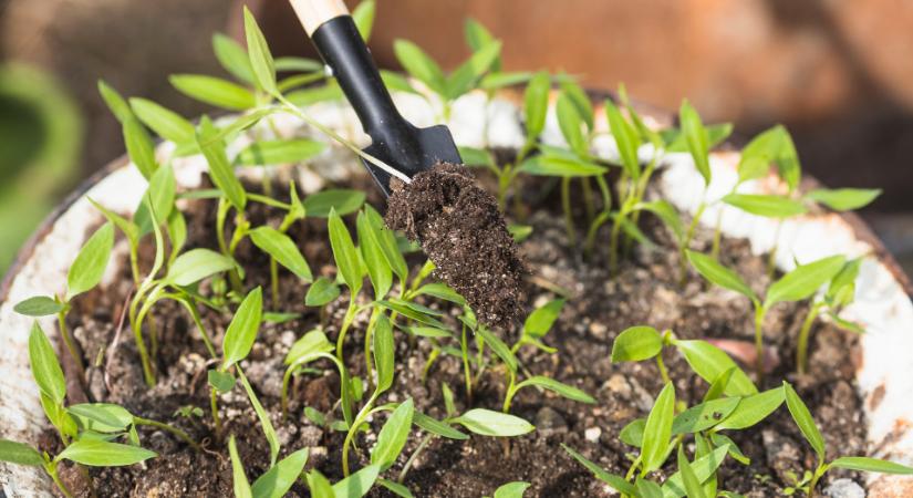 Téli betegség a kertben, így védekezzen a palántadőlés ellen