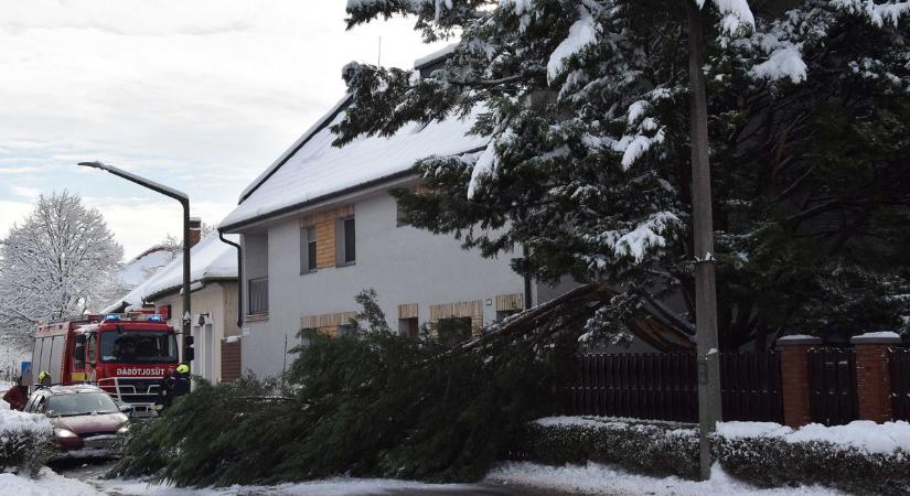 Hajszálon múlt a tragédia Jászberényben: a hó súlya alatt hatalmas faág zuhant az úttestre