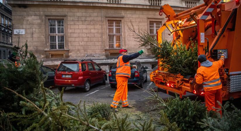 Londonban akár ugyanazt a fenyőfát is ki lehet bérelni a következő karácsonyra