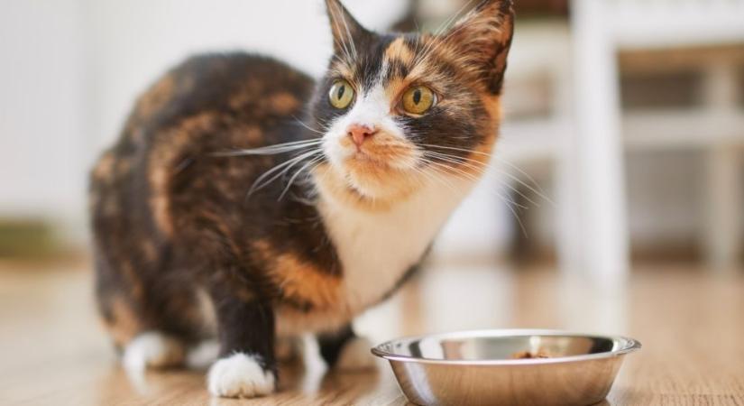 A nedves vagy a száraz eledel jobb a macskának? Itt a válasz!
