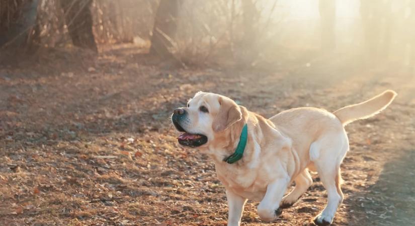 Több mint 1200 bajbajutott kutya hazatérését segítette tavaly a Mol