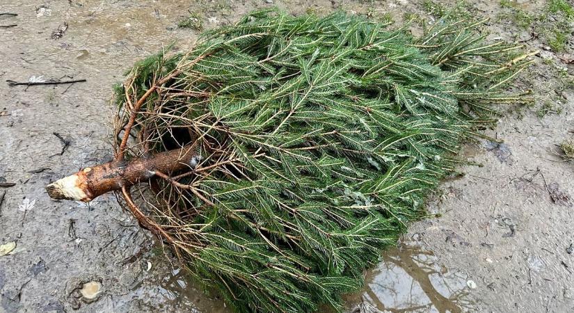 Ekkor viszik el a feleslegessé vált fenyőfákat! Elmondjuk, mi a teendő előtte