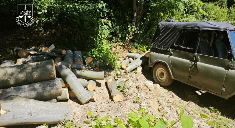 Kárpátalján lelepleztek egy illegális fakivágást – két férfit gyanúsítottként hallgatnak ki