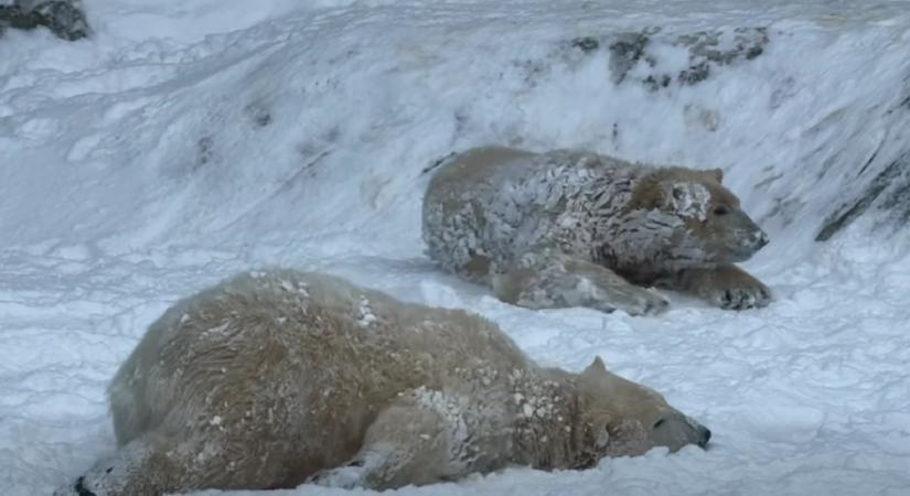 Videó: először láttak havat a Nyíregyházi Állatpark jegesmedvebocsai