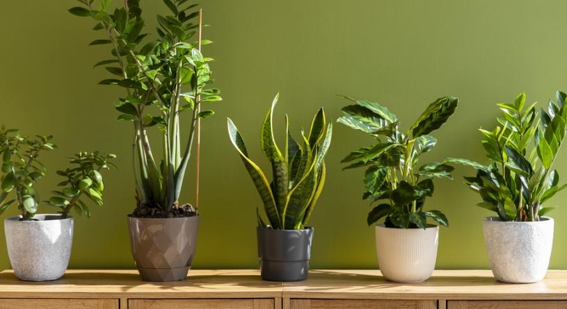4 csodaszép szobanövény, ami a központi fűtés ellenére is jól bírja télen