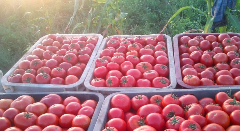 Már látszanak a károk: ők tarolják le az európai zöldségpiacot