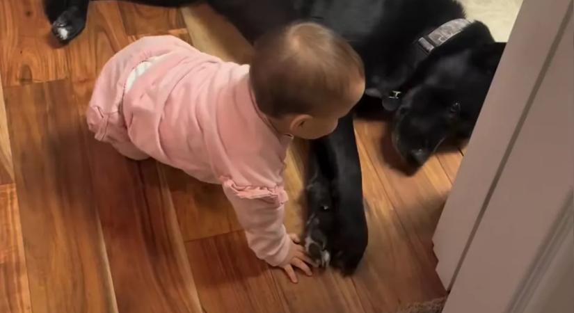 El akar mászni mellette a baba: a kutya reakciója bébiszittereket szégyenít meg