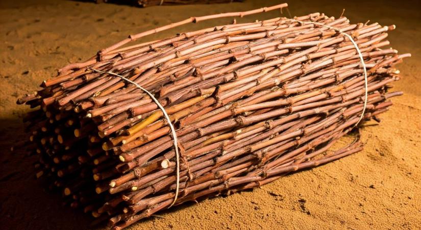 A szőlő szaporítása: téli munka, hosszú távú eredménye