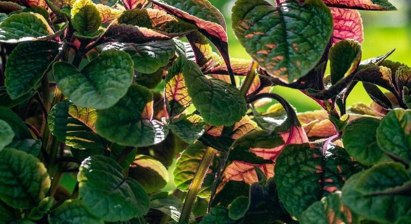 Beleszerettünk ebbe a titokzatos szobanövénybe: függőséget okoz!