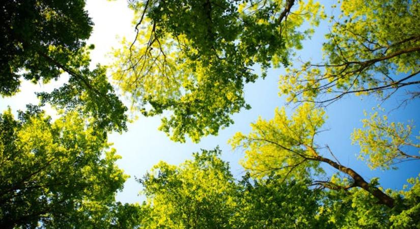 Hosszú távú együttműködés indulhat a magyar és török erdészet között