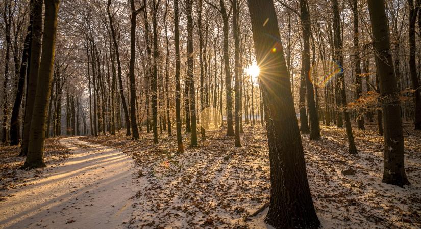 A Pilisi Parkerdő 2025-ös évének eredményei és idei céljai