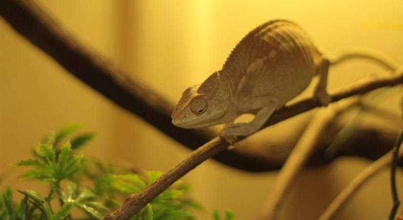 A terrárium fűtése télen – gyakori, veszélyes hibák, amiket jó szándékkal követünk el