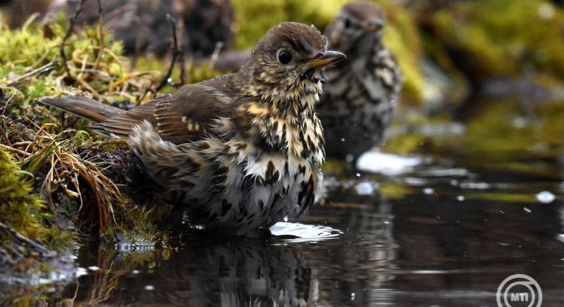 Az énekes rigó az év madara 2026-ban