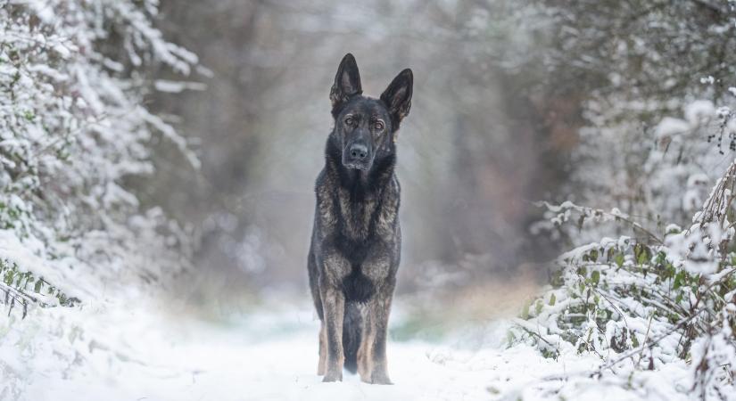 A gazdálkodók szalma felajánlásokkal segítik az állatmenhelyeket a hideg időben