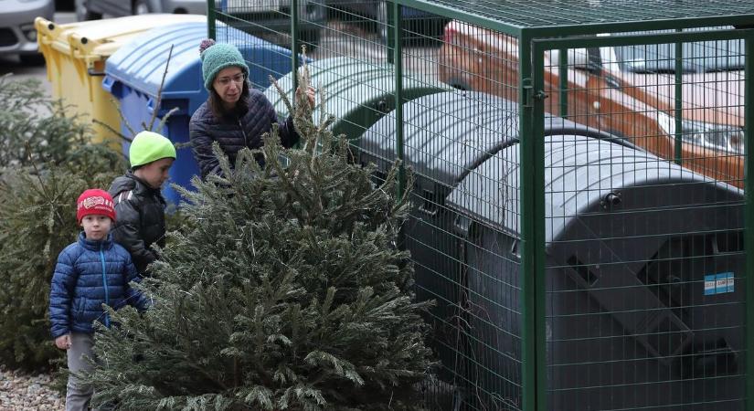 Így viszik el a karácsonyfákat vízkereszt után