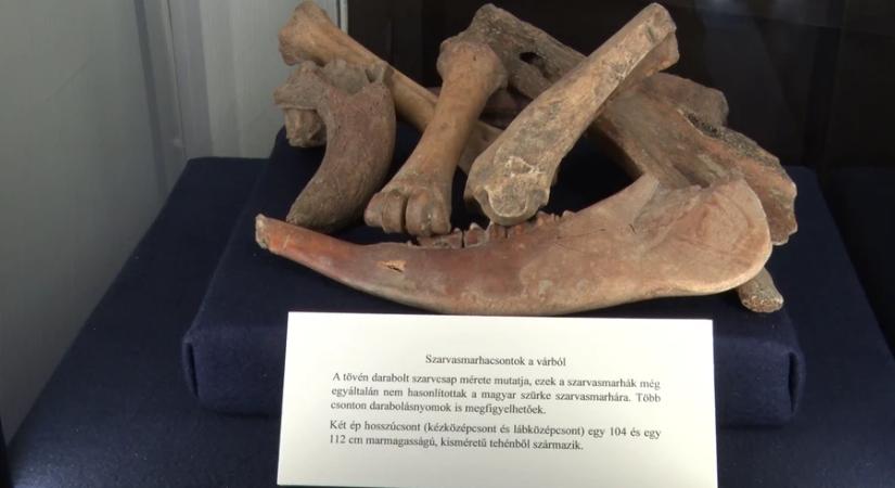 Több száz éves csontok mesélnek a kanizsai vár életéről a múzeumban