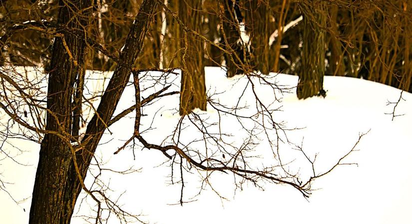 A tél szépségei – vajon mit fed (el) a vastag hótakaró? (galéria)