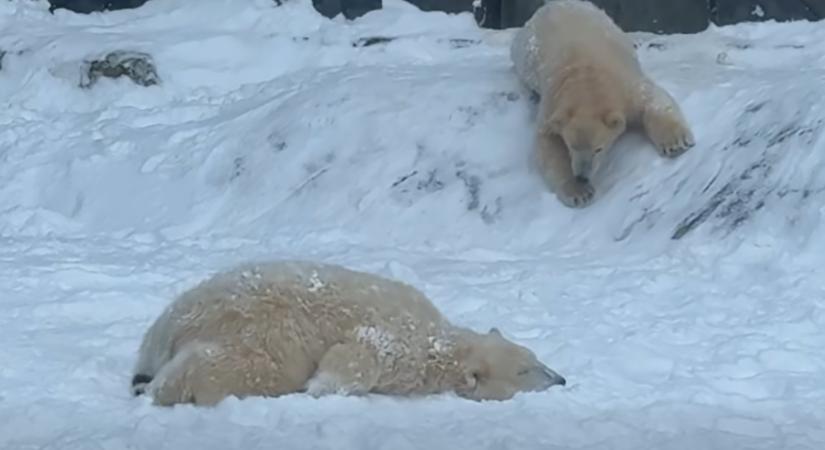 Első hó, első kaland: vidáman játszottak a jegesmedvebocsok Nyíregyházán