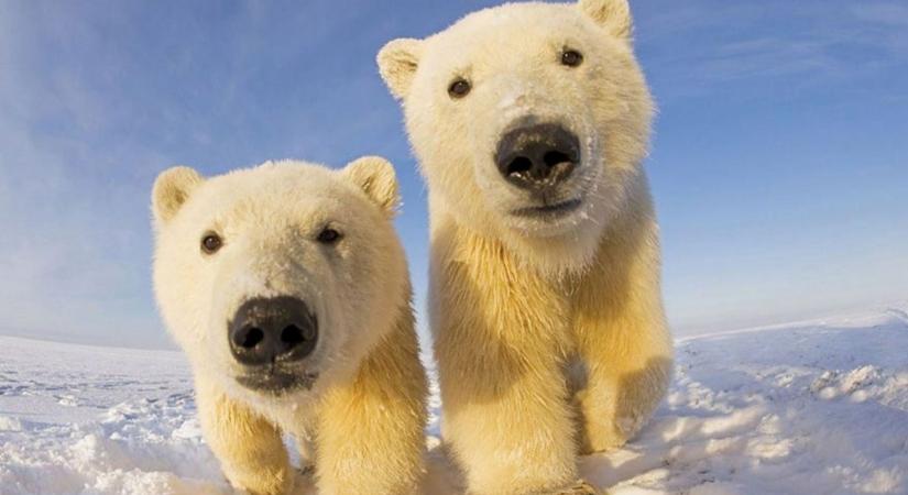 Elolvadsz tőlük! Először láttak havat a Nyíregyházi Állatpark jegesmedvebocsai  Videó